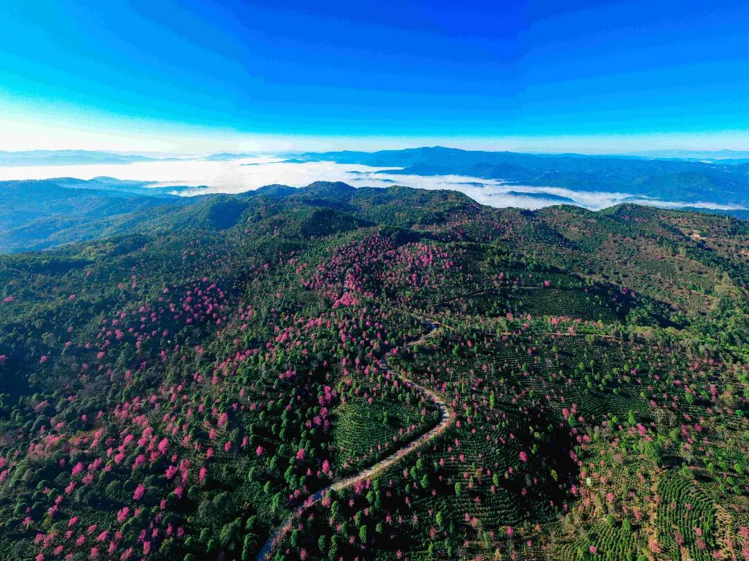 景迈山 董琳摄(1).jpg